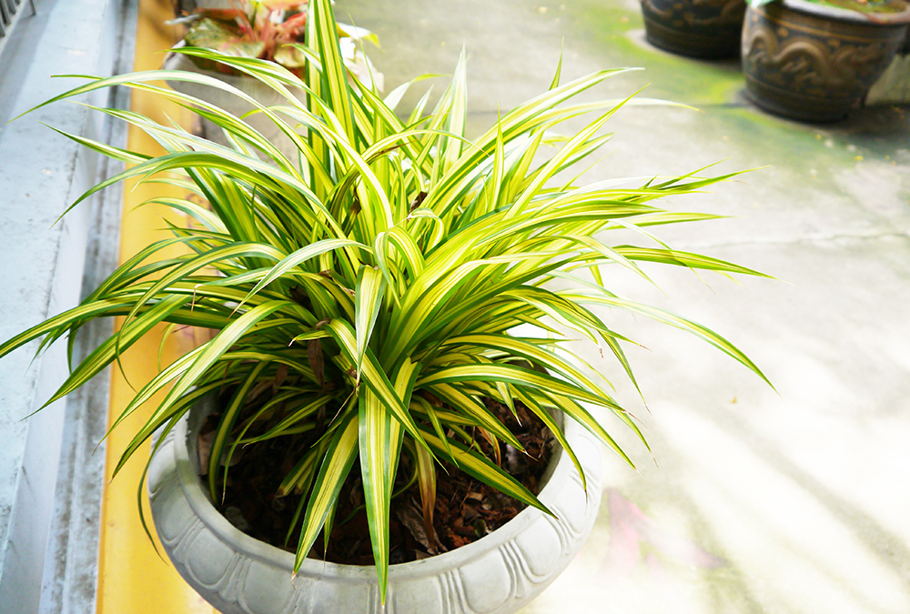 ceramic plant pots planters Campania Tron Cao Pot Planter, Set of 3 - 83-411-2003 main image 0